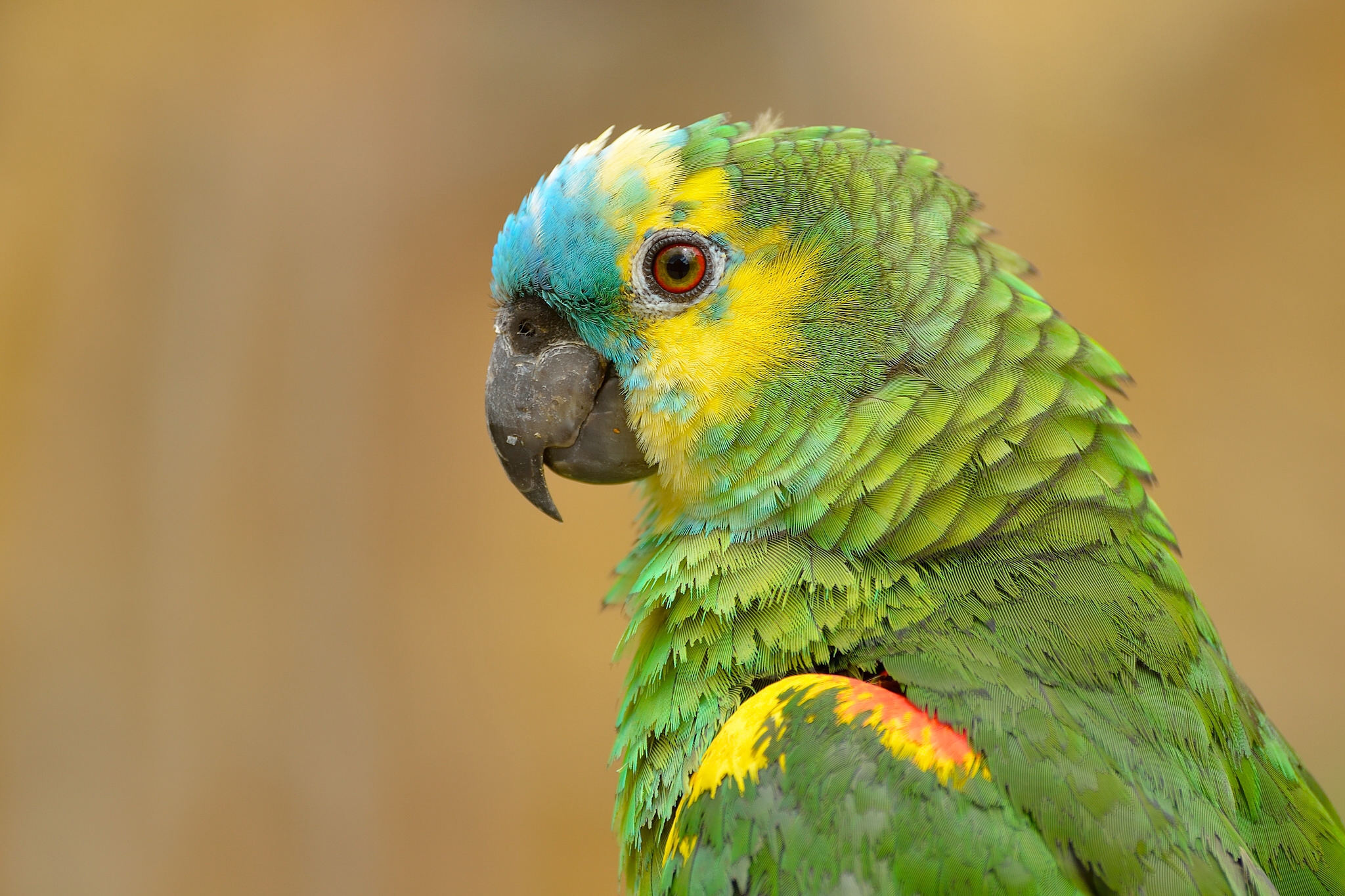Милый зеленый попугай