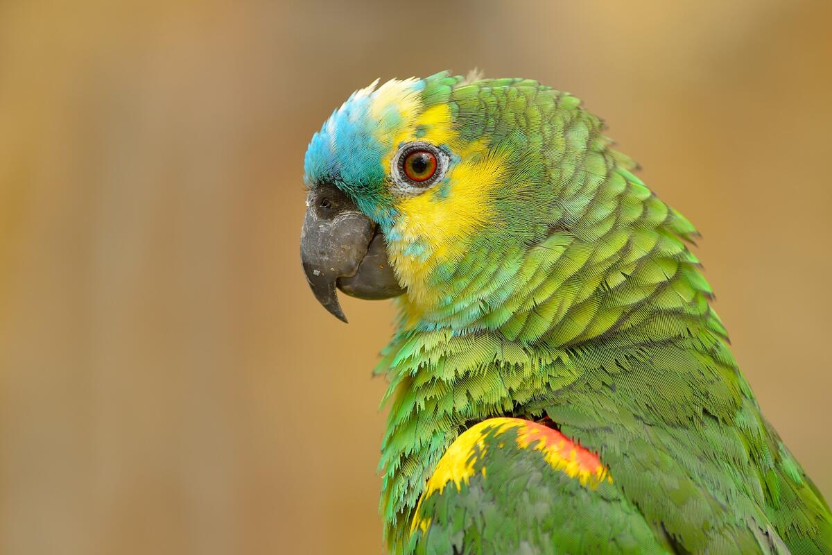 Cute green parrot