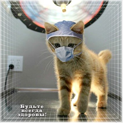 Postcard free domestic cat, mask, kitten