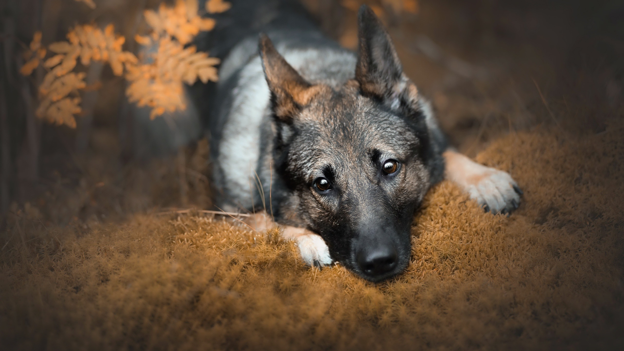 Photo lying autumn wallpaper german shepherd dog - free pictures on Fonwall