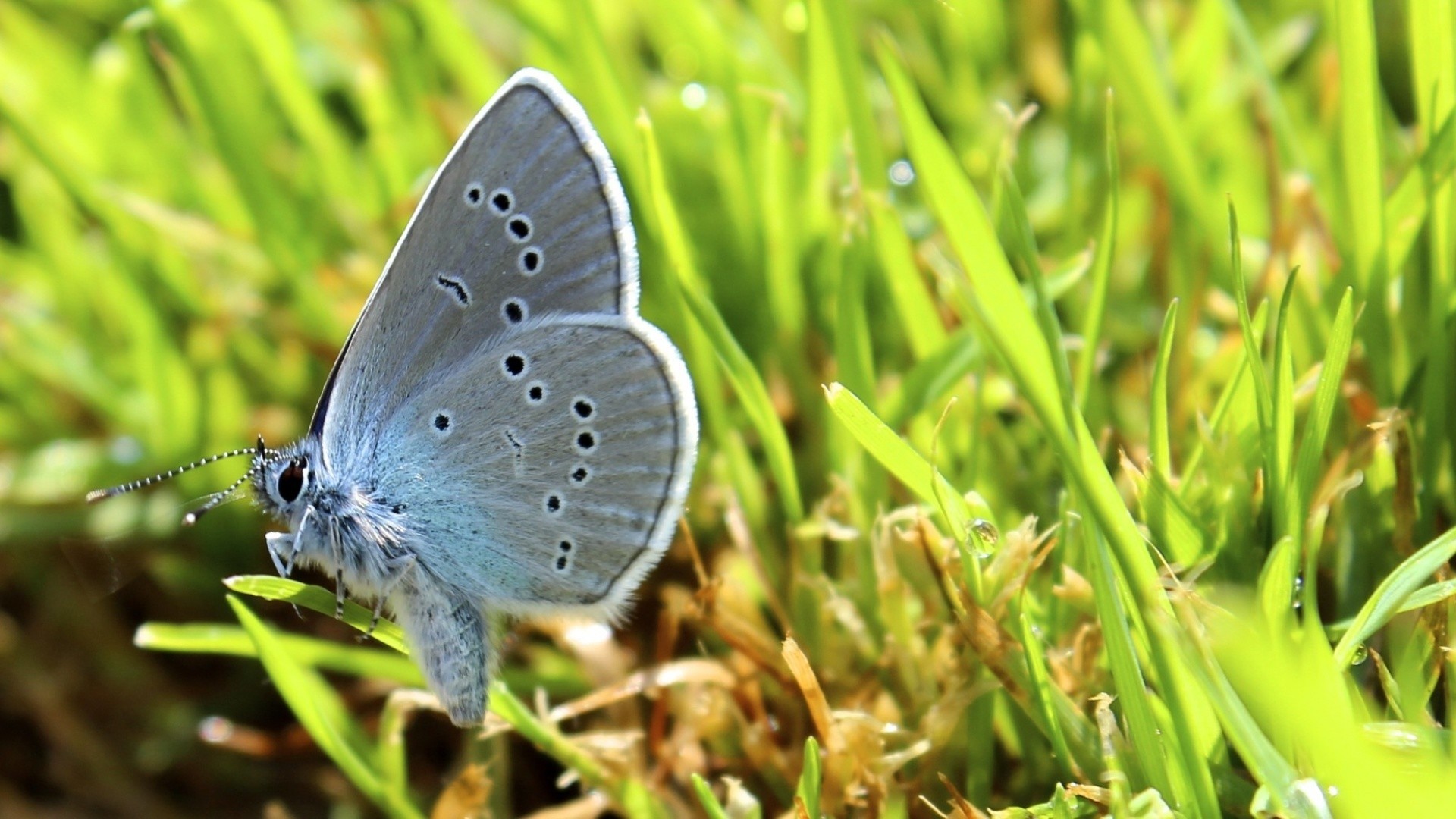 Фото бесплатно бабочка, природа, макросъёмка