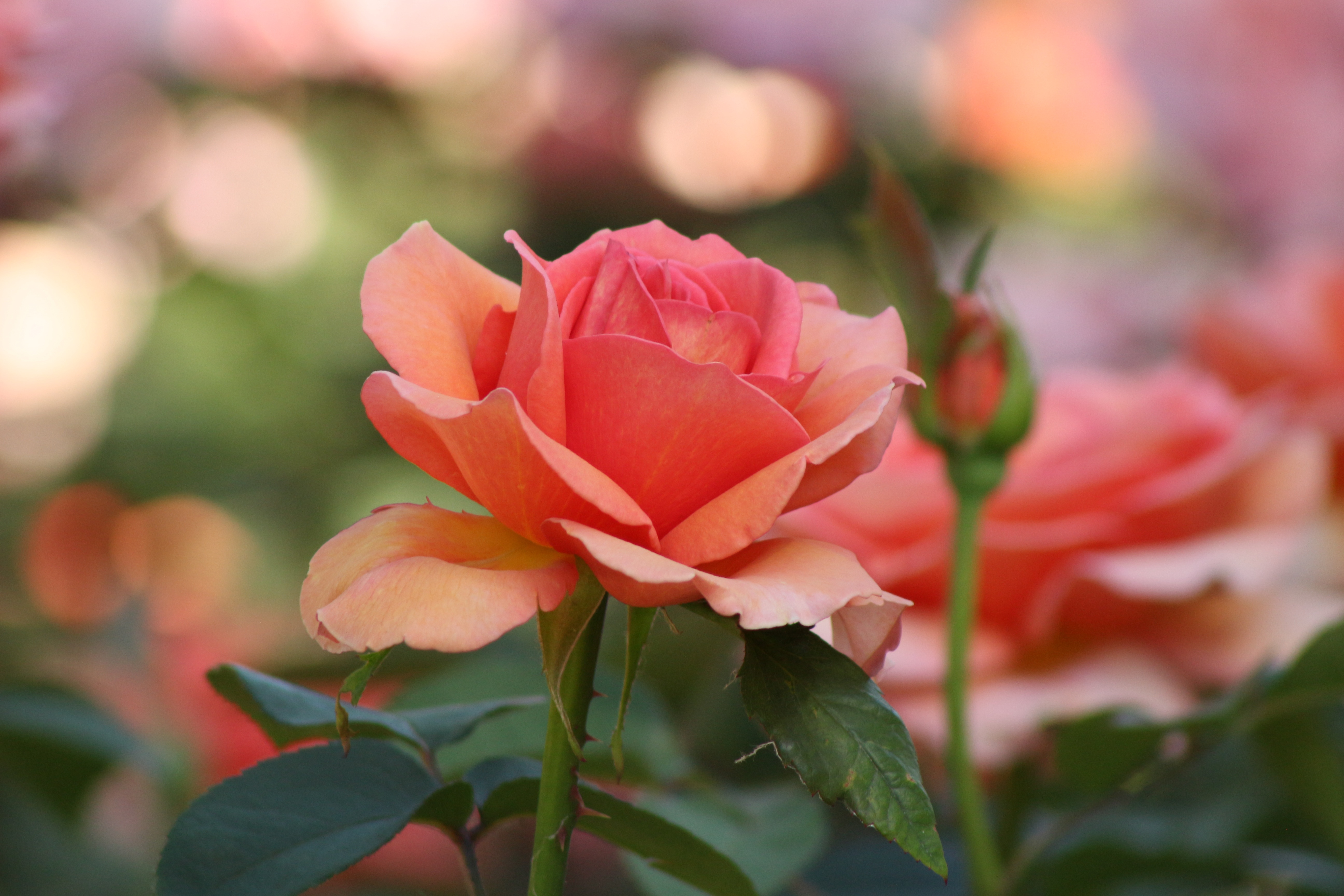 Обои роза оригинальная красочная на рабочий стол