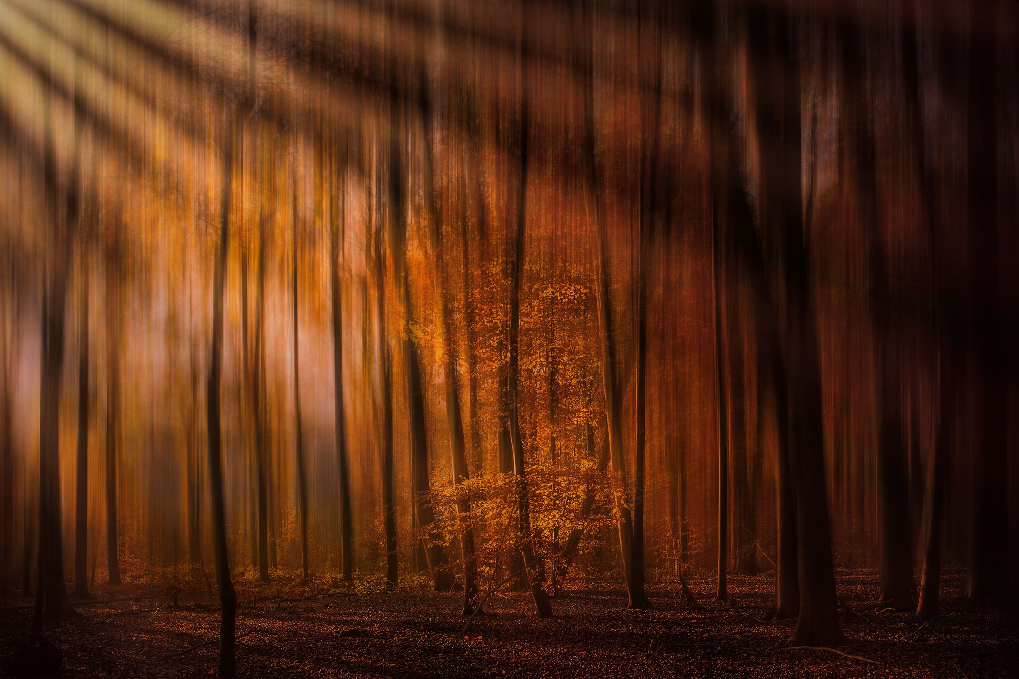 Фото бесплатно обои осень, солнечные лучи, лес