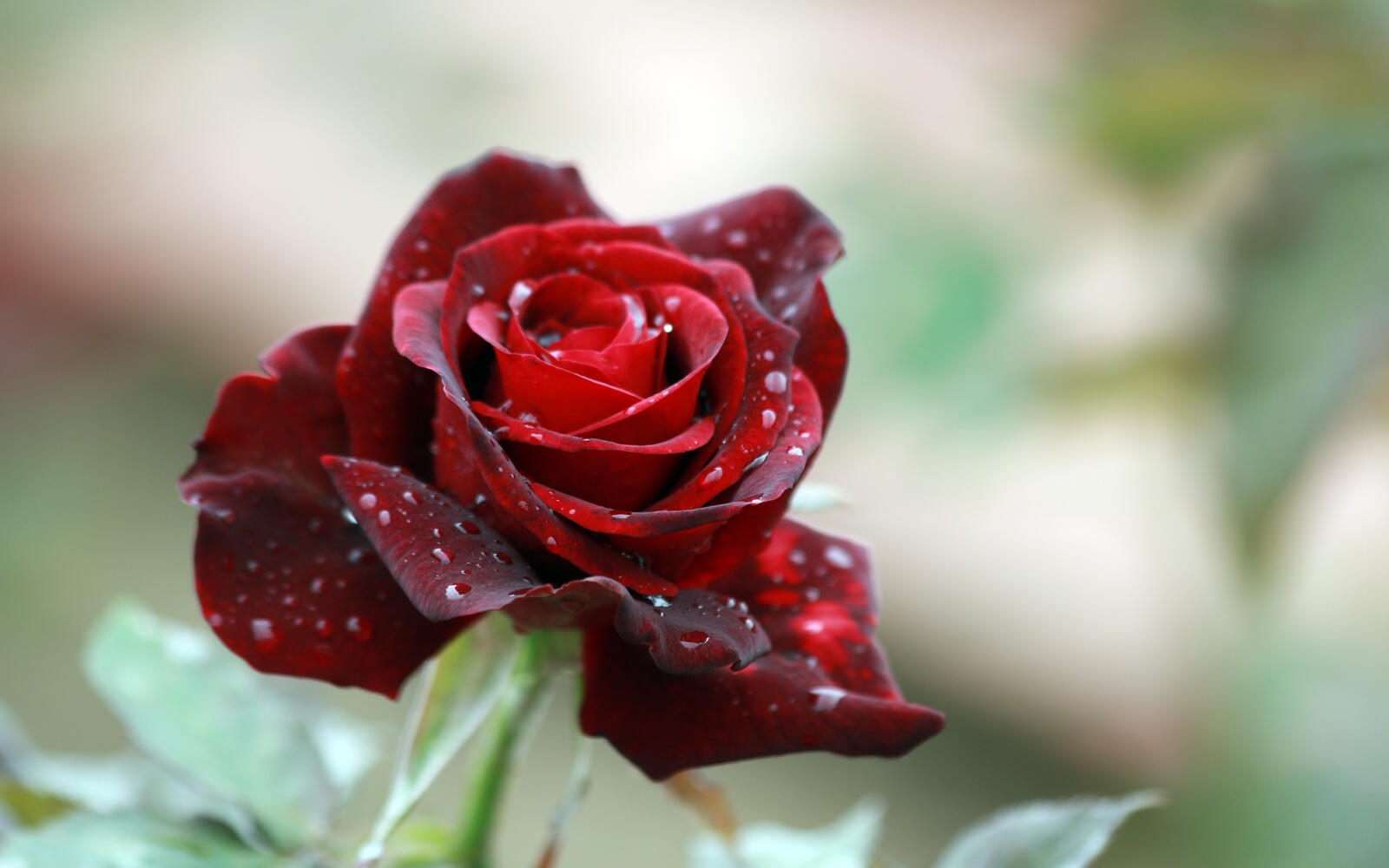 Обои обои красная роза макро капли воды на рабочий стол