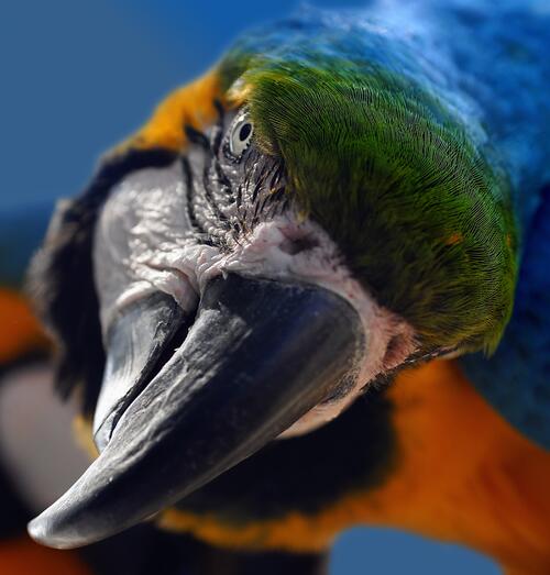 Ara the parrot stares intently into the camera
