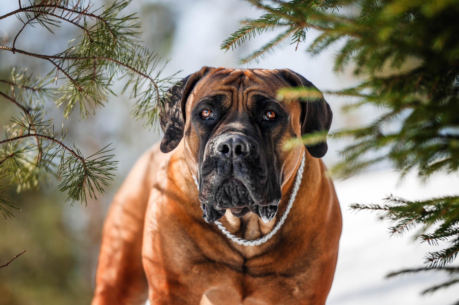 Бесплатное фото Большая собака