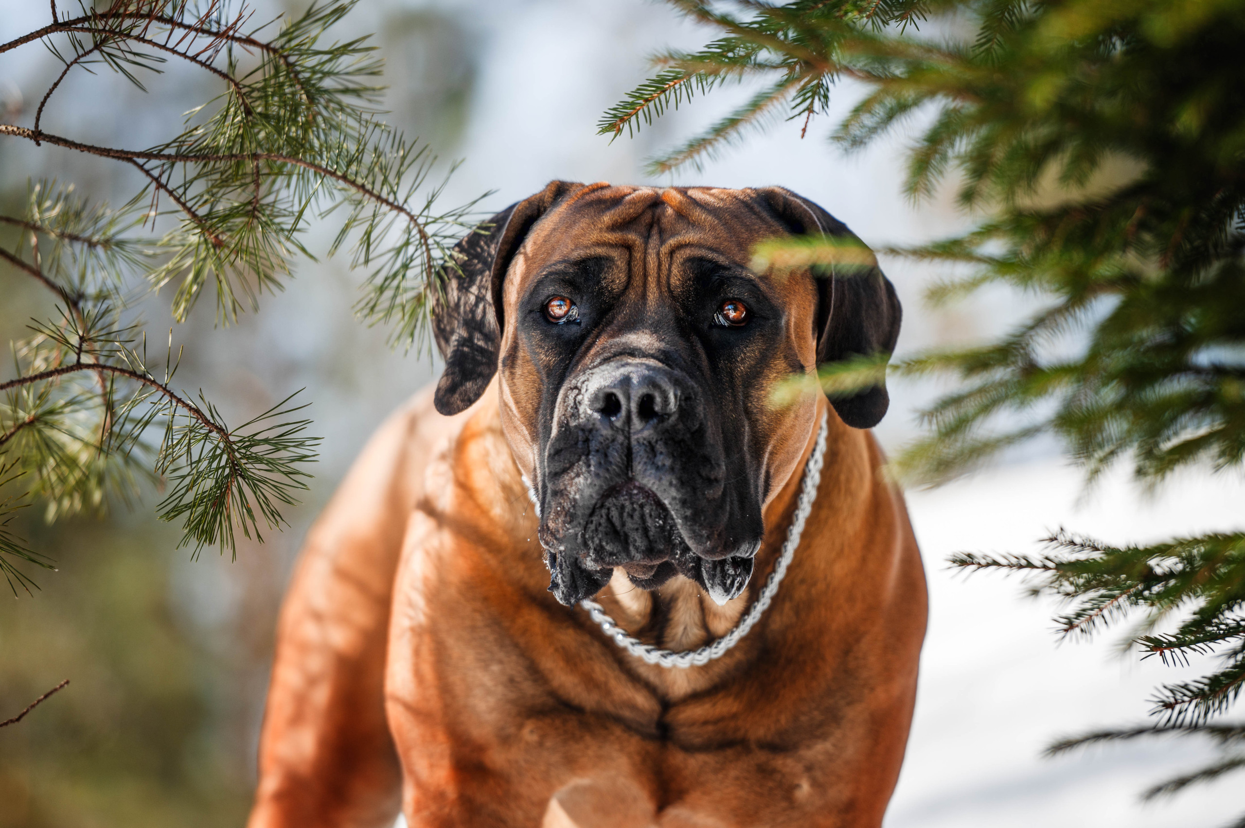 Бесплатное фото Большая собака