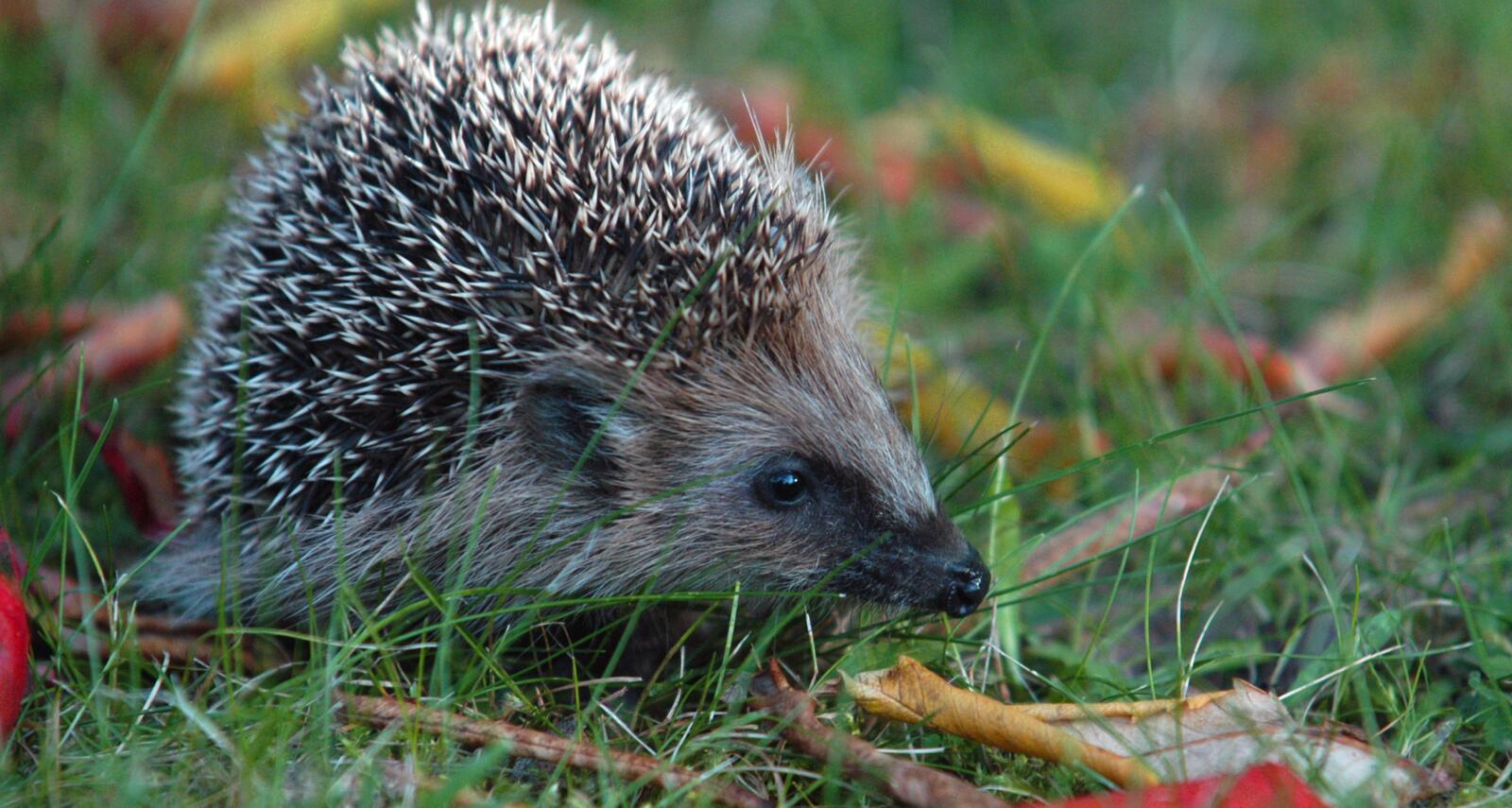 Free photo A hedgehog crawls through the grass with fall leaves