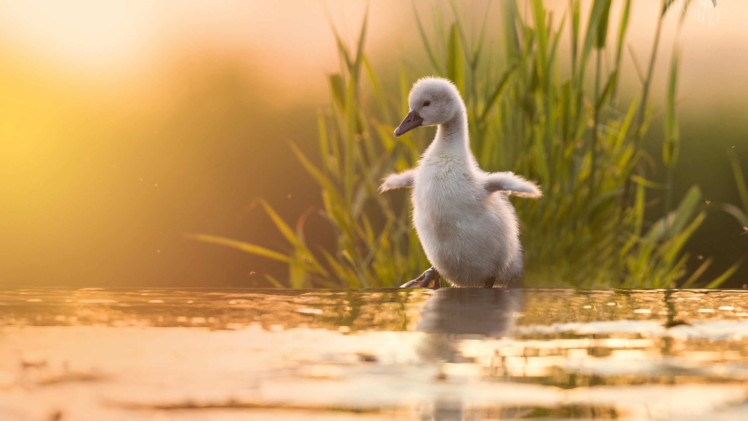 一只小白天鹅在水面上漫步