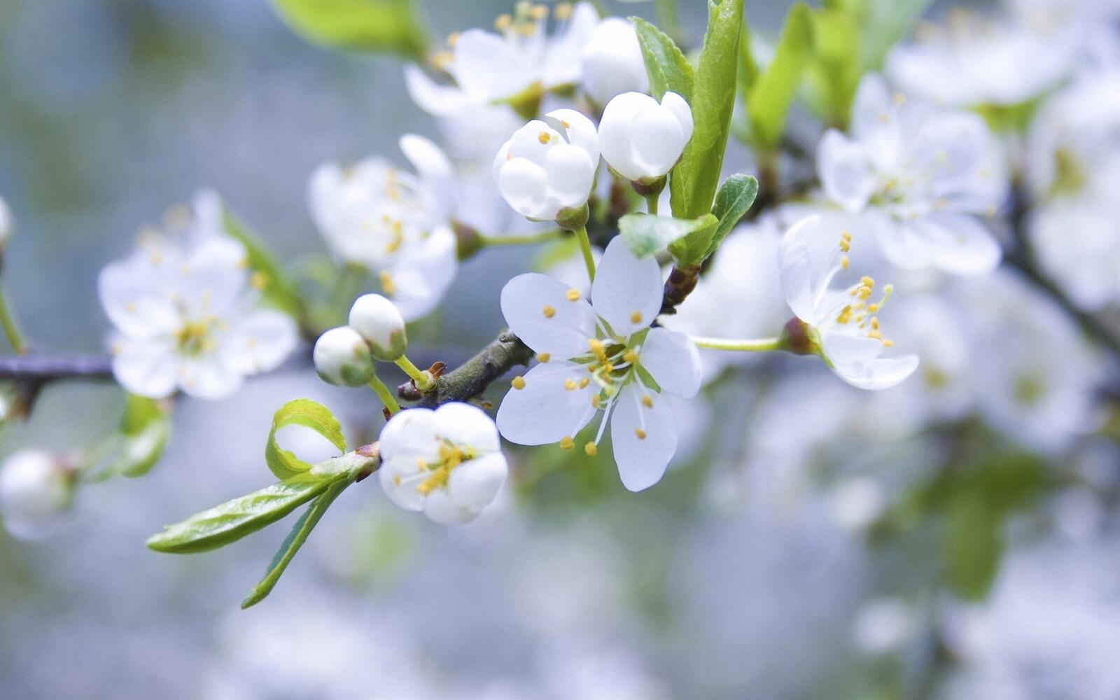 Wallpapers white spring flowers blossom buds on the desktop