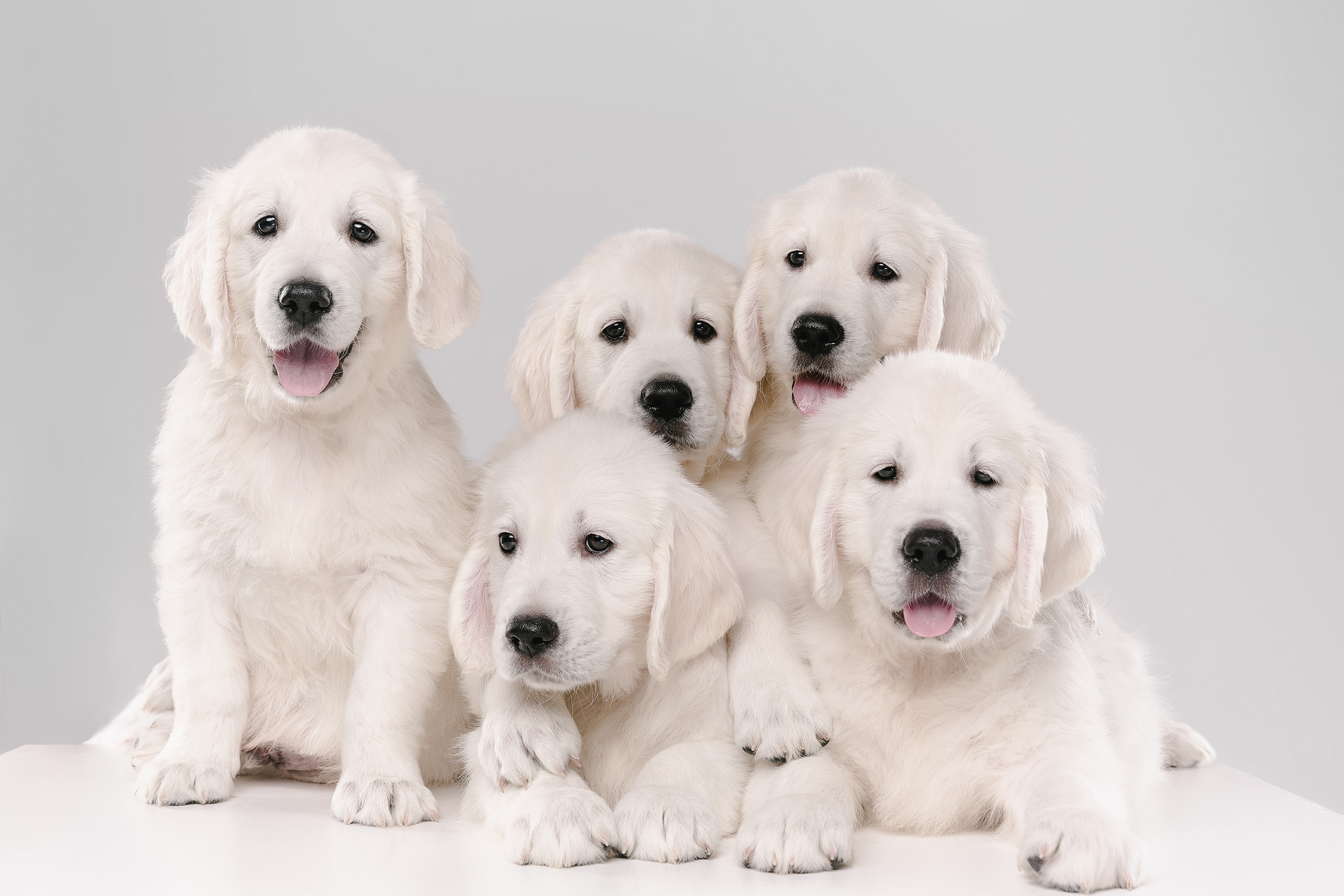 Wallpapers animal puppies golden retriever on the desktop