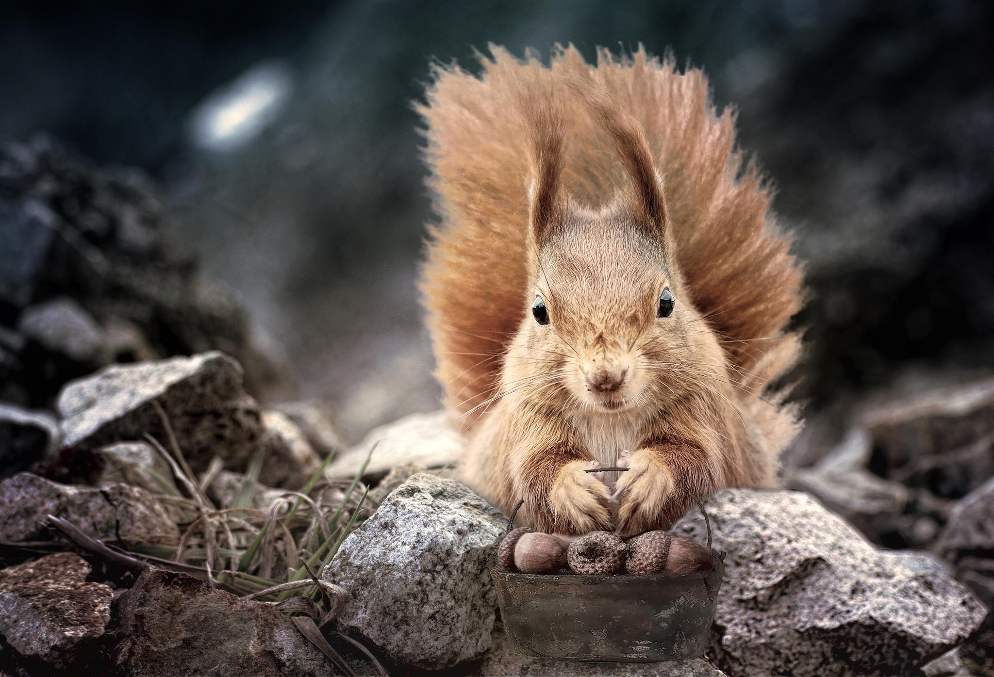 Wallpapers squirrel acorns art on the desktop