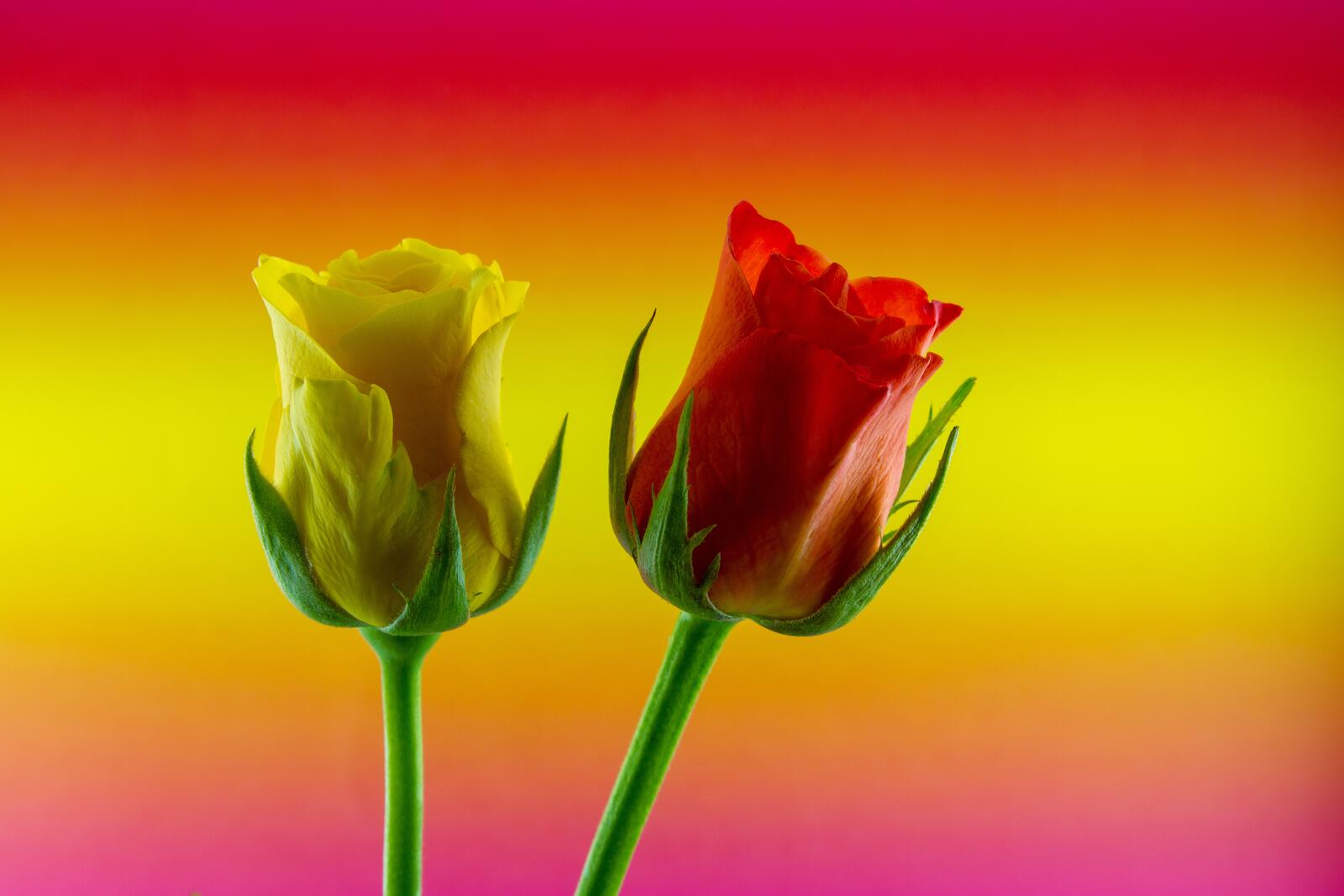 Бесплатное фото яркие розы