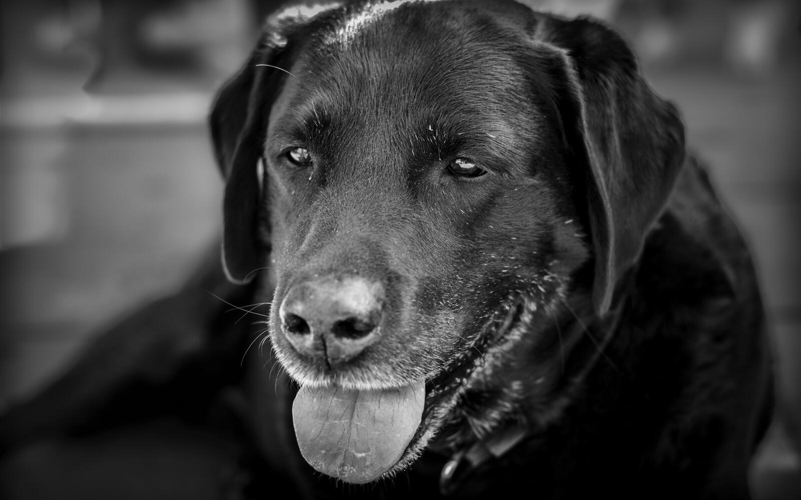 Free photo Labrador retriever in monochrome photo