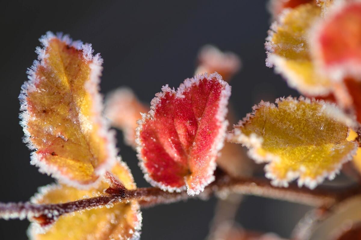 Frost decorated the fall leaves