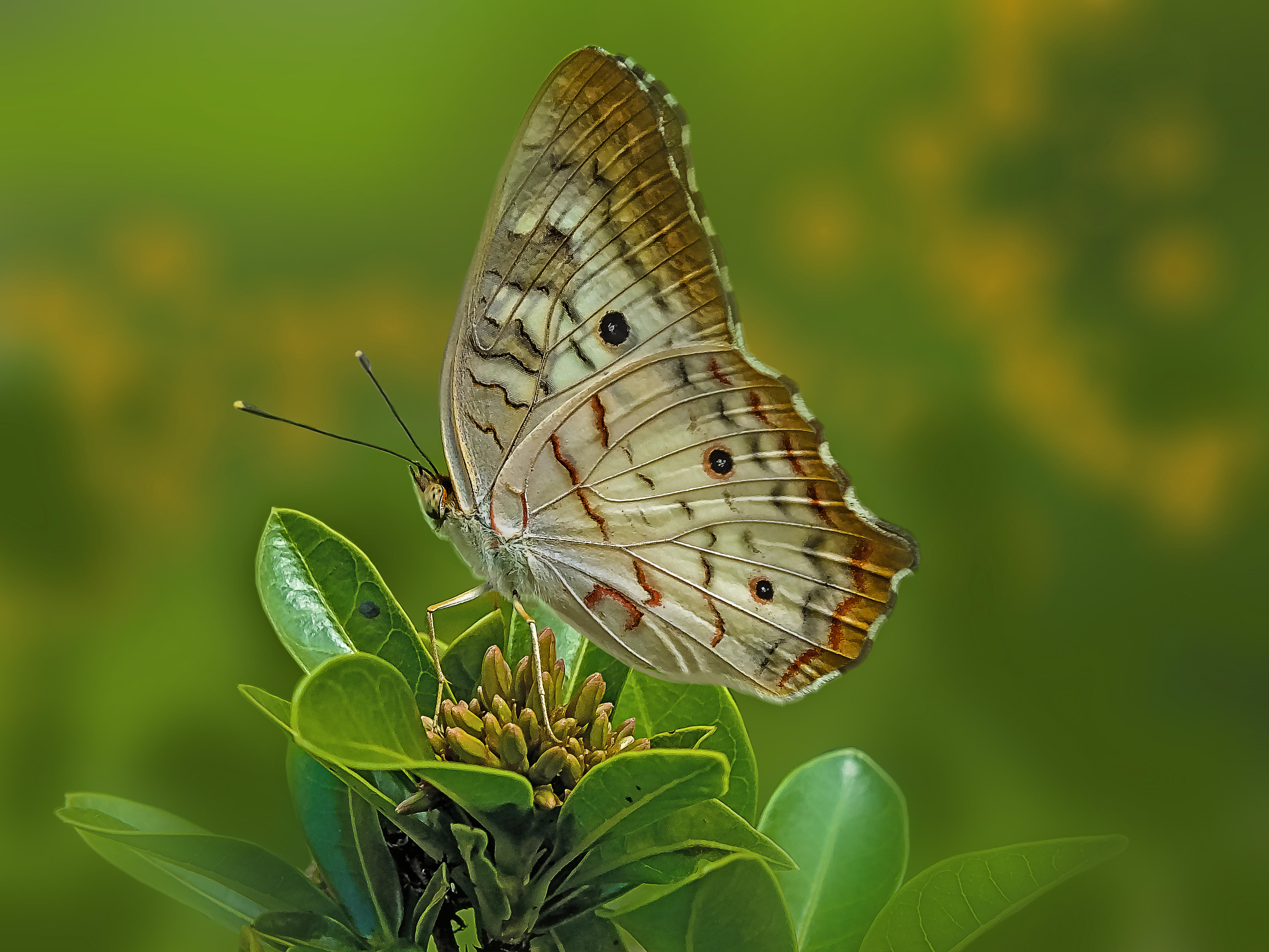 Wallpapers green leaves butterfly insect on the desktop