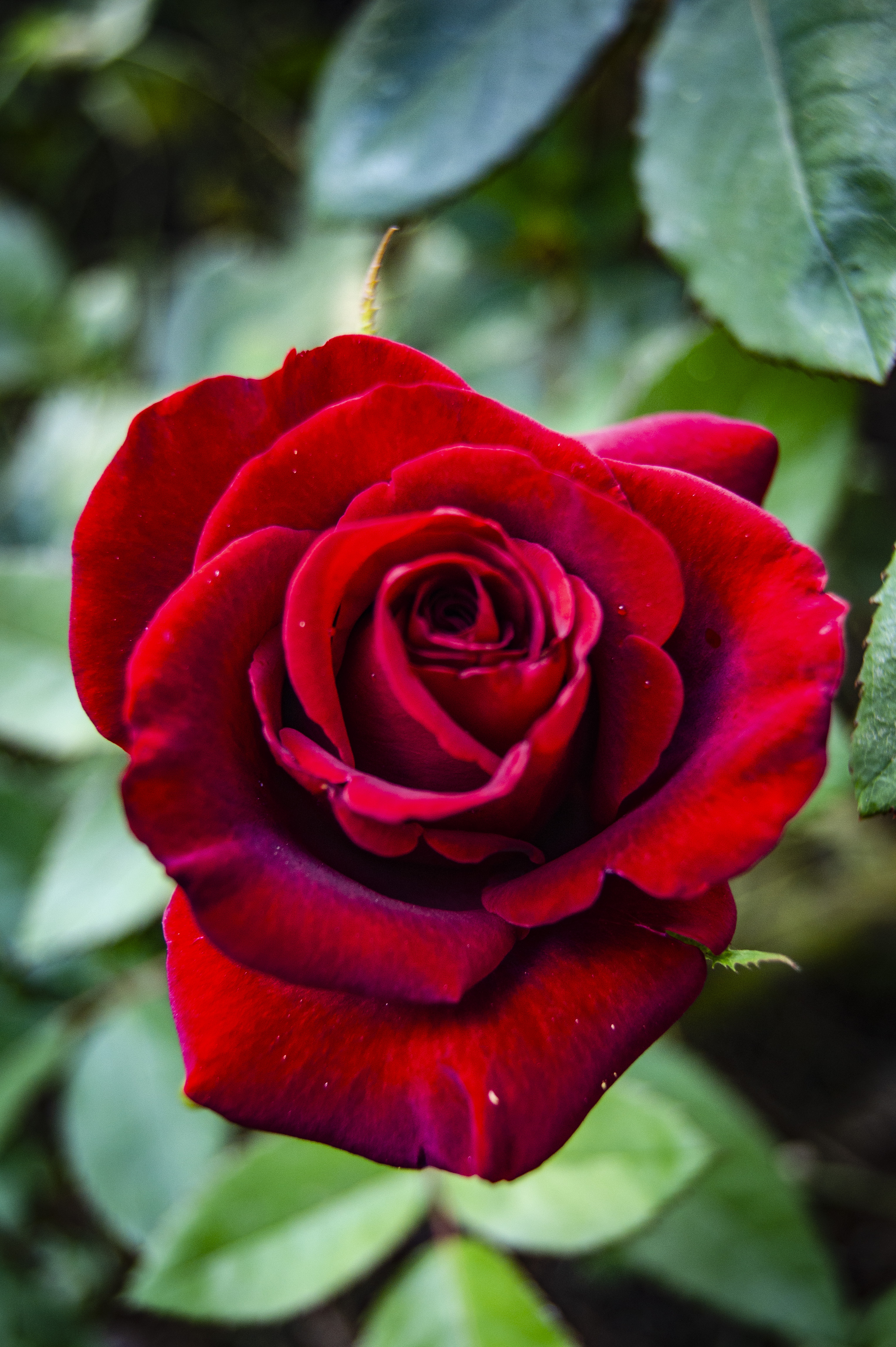 Red, garden rose.On a long stem.