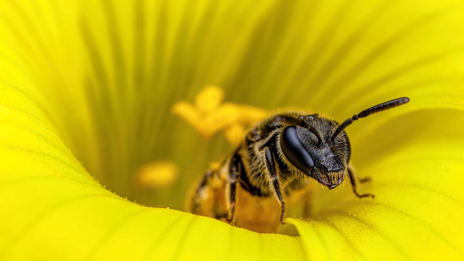 Обои пчела жёлтый цветок макро на рабочий стол
