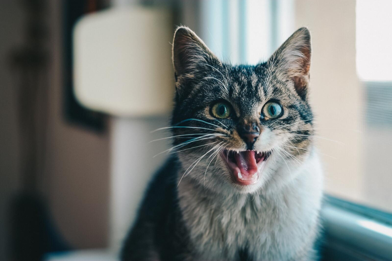 Wallpapers cat open mouth scream on the desktop