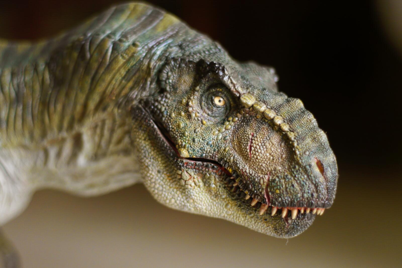 Wallpapers dinosaur lizard head on the desktop