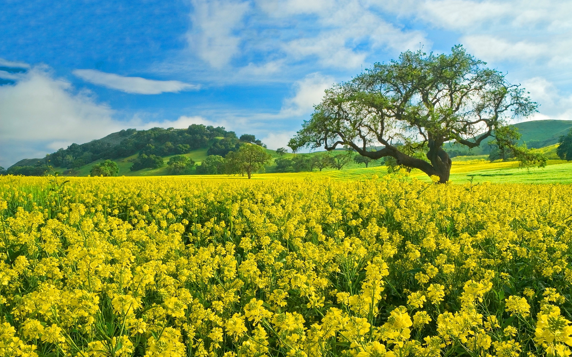 Фото бесплатно цветы, желтое поле, дерево