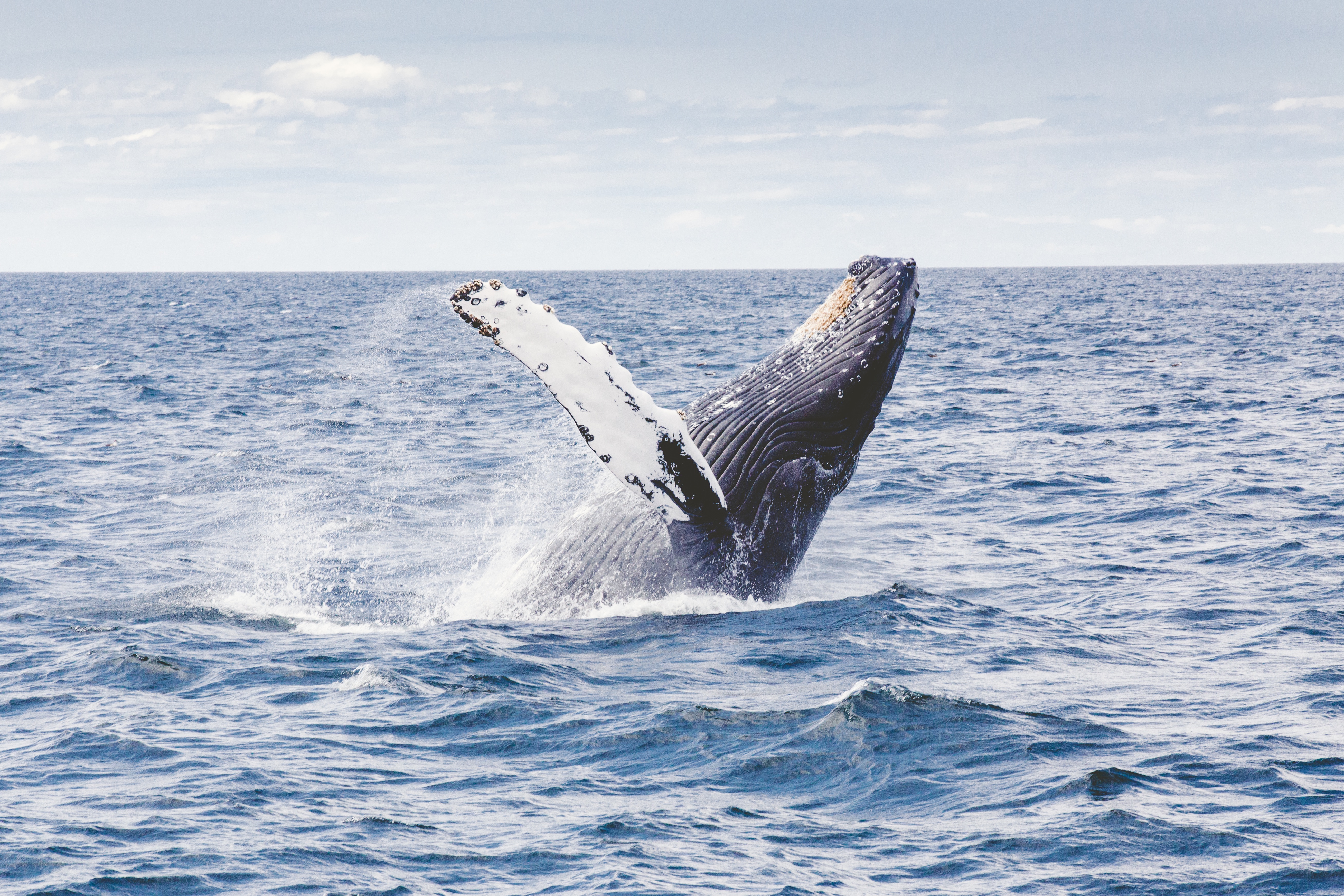 Фото бесплатно горбатый кит, кит, океан