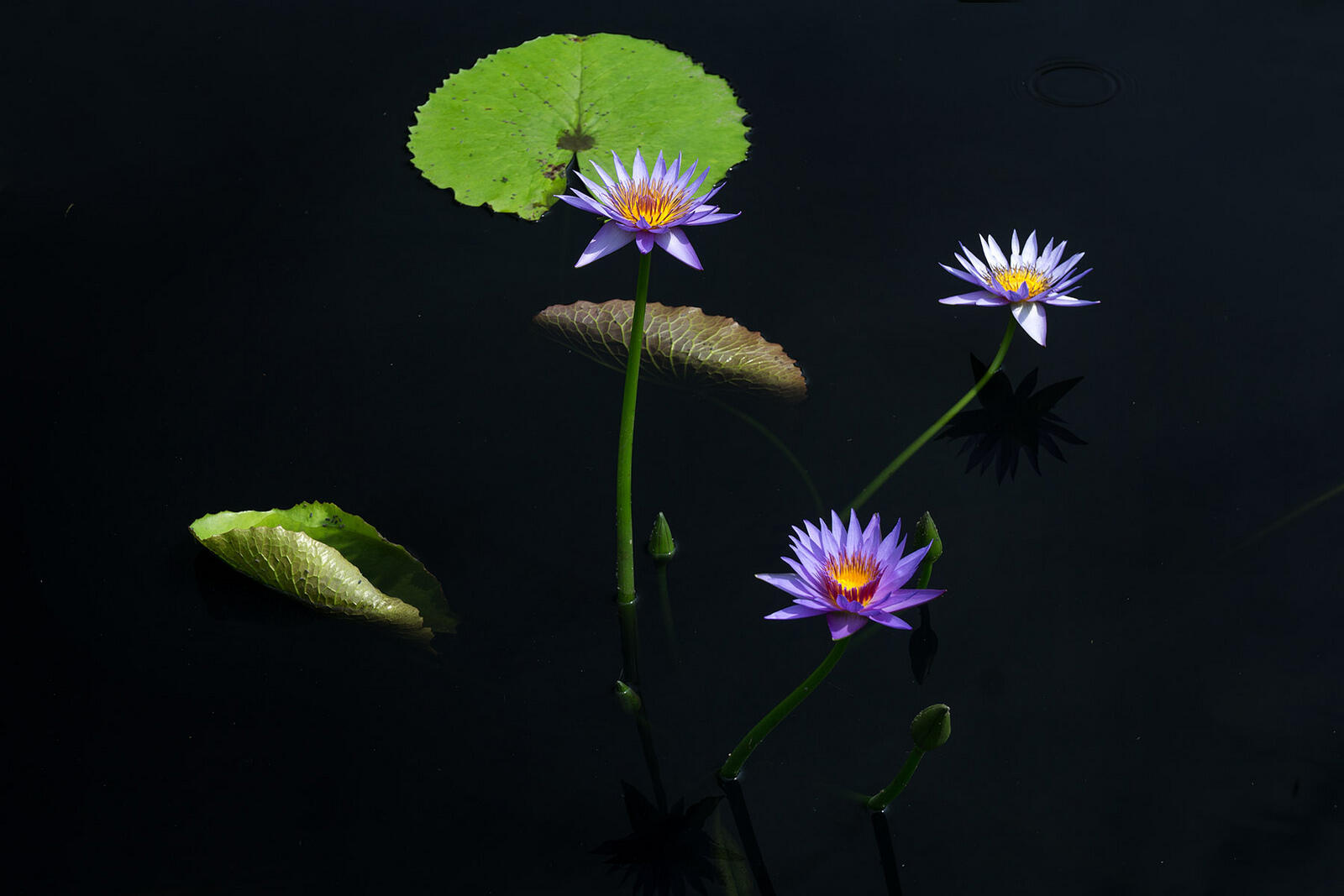 Wallpapers water lily flower flowers on the desktop