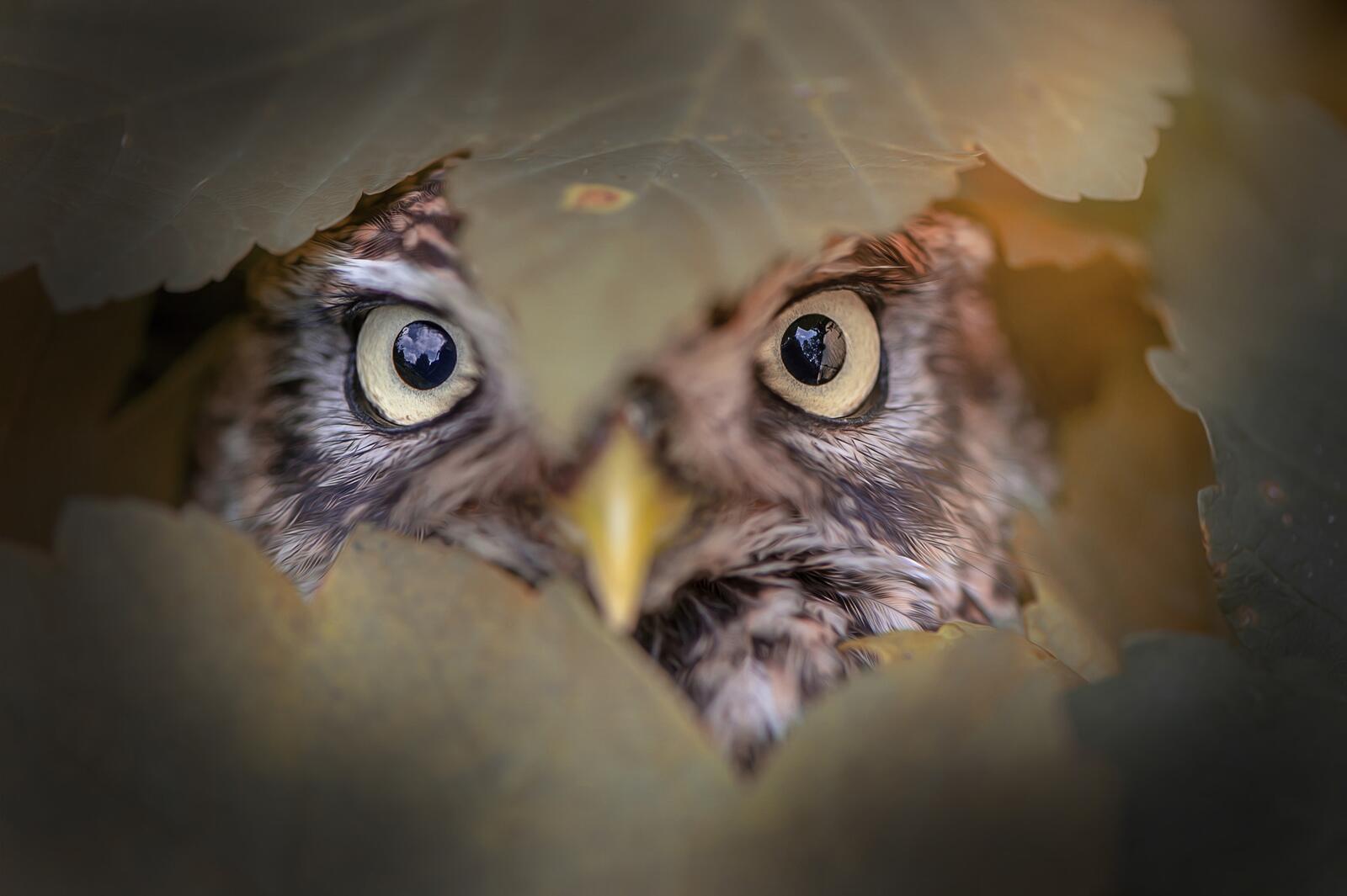 Wallpapers owl stare birds on the desktop
