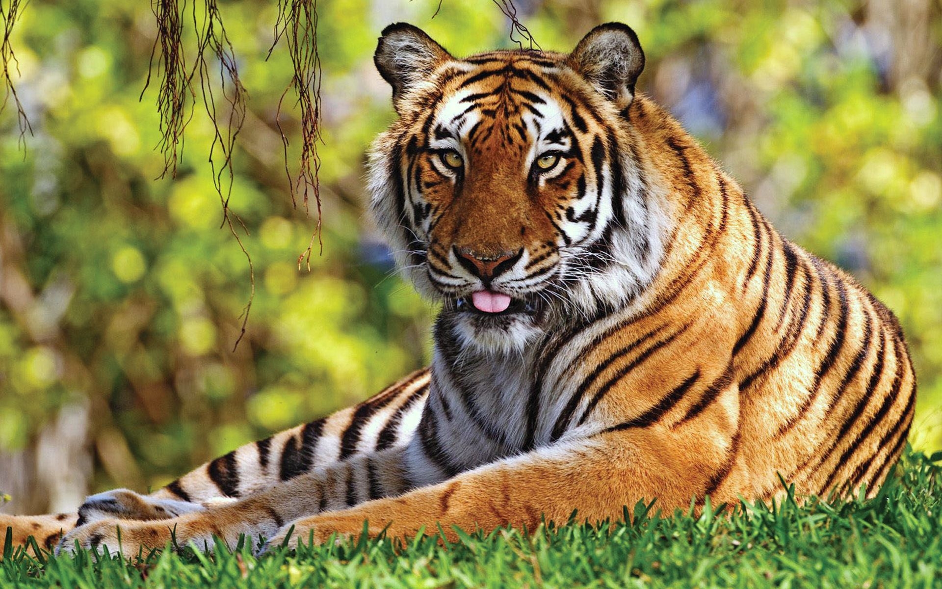 Фото бесплатно тигр, трава, лежать