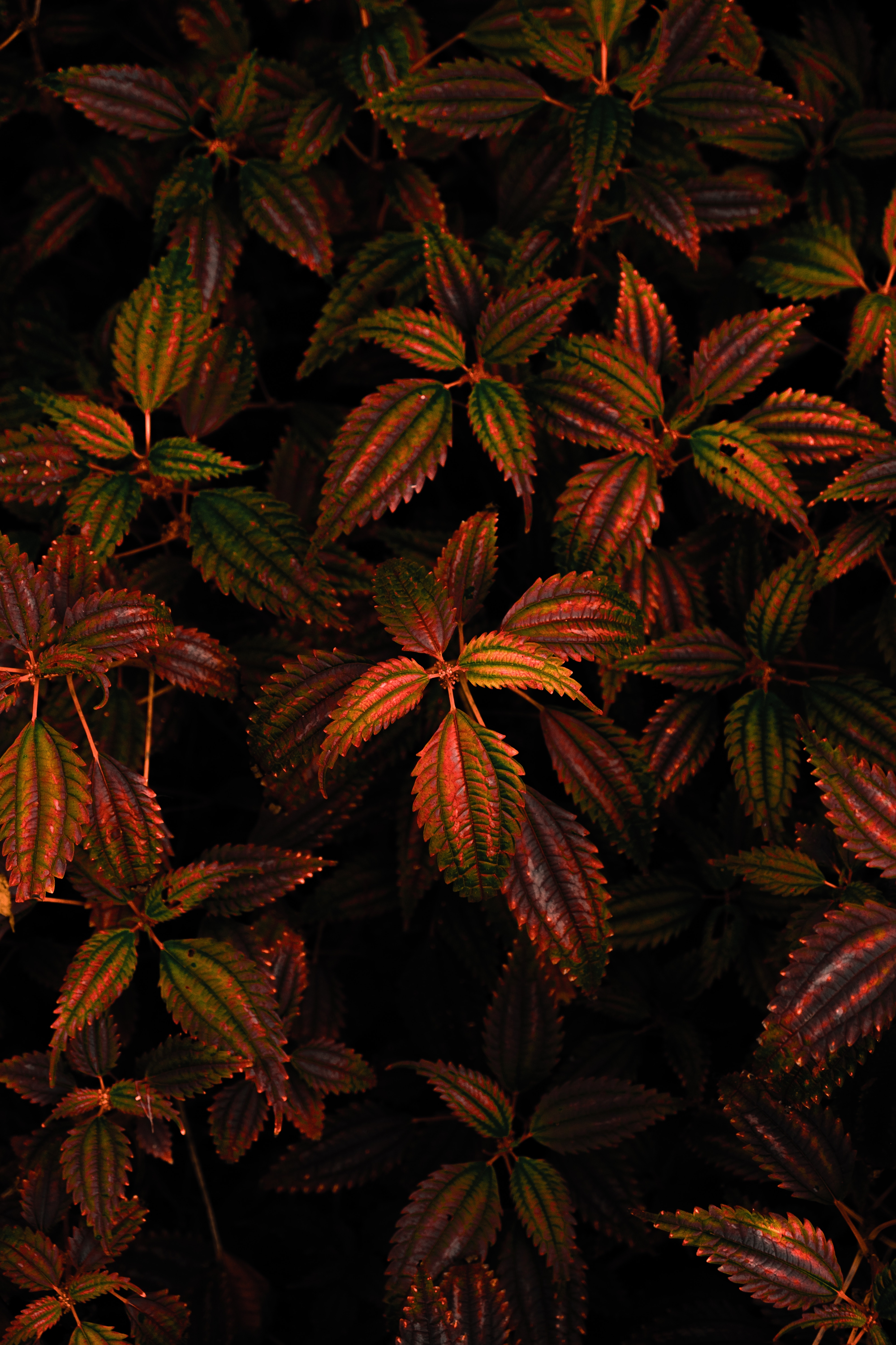 Фото бесплатно листья, близко, тёмные листья