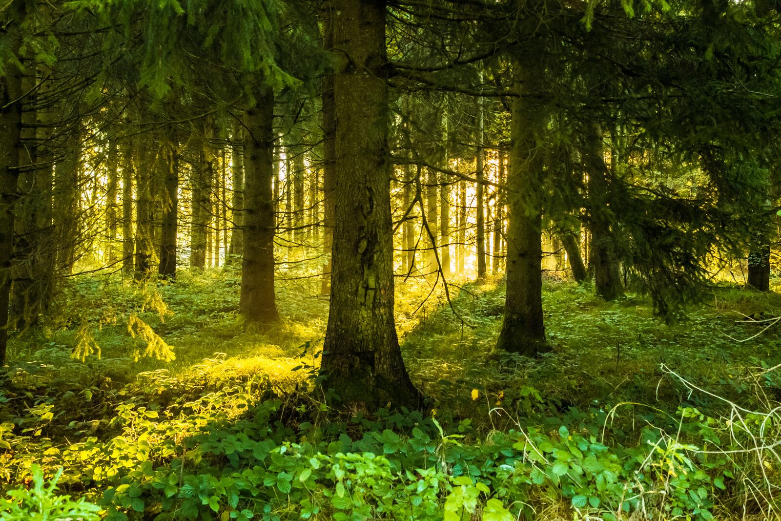 Обои солнечный свет лесной массив умеренный широколистный и смешанный лес на рабочий стол