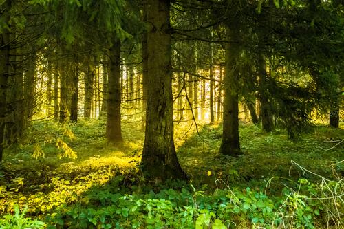 солнечный свет лесной массив умеренный широколистный и смешанный лес