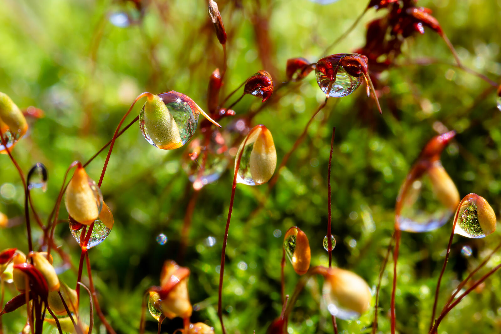 Free photo Moss with drops of dew