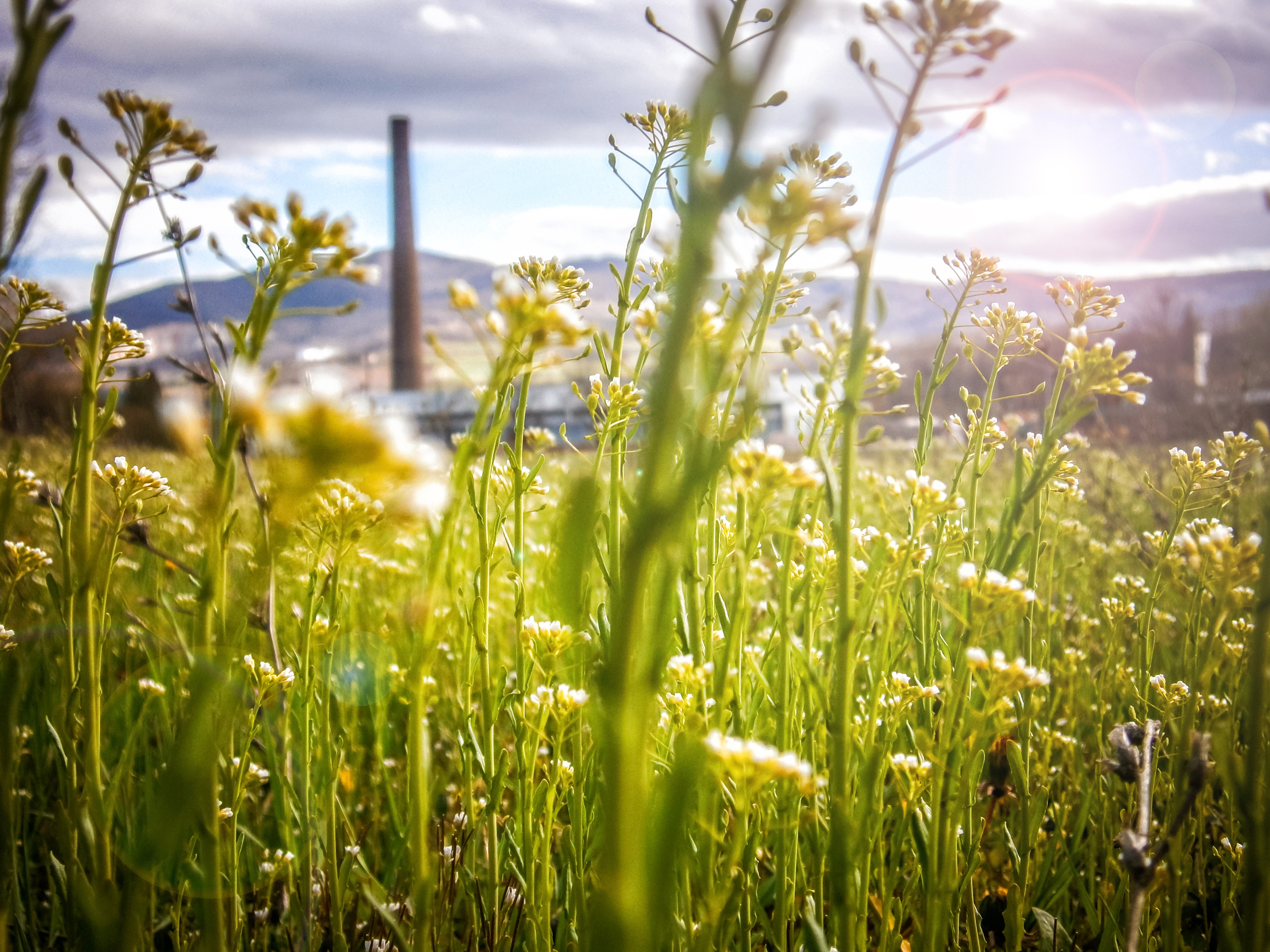 Обои природа, трава, растение, небо, поле, газон, луг - бесплатные картинки на Fonwall