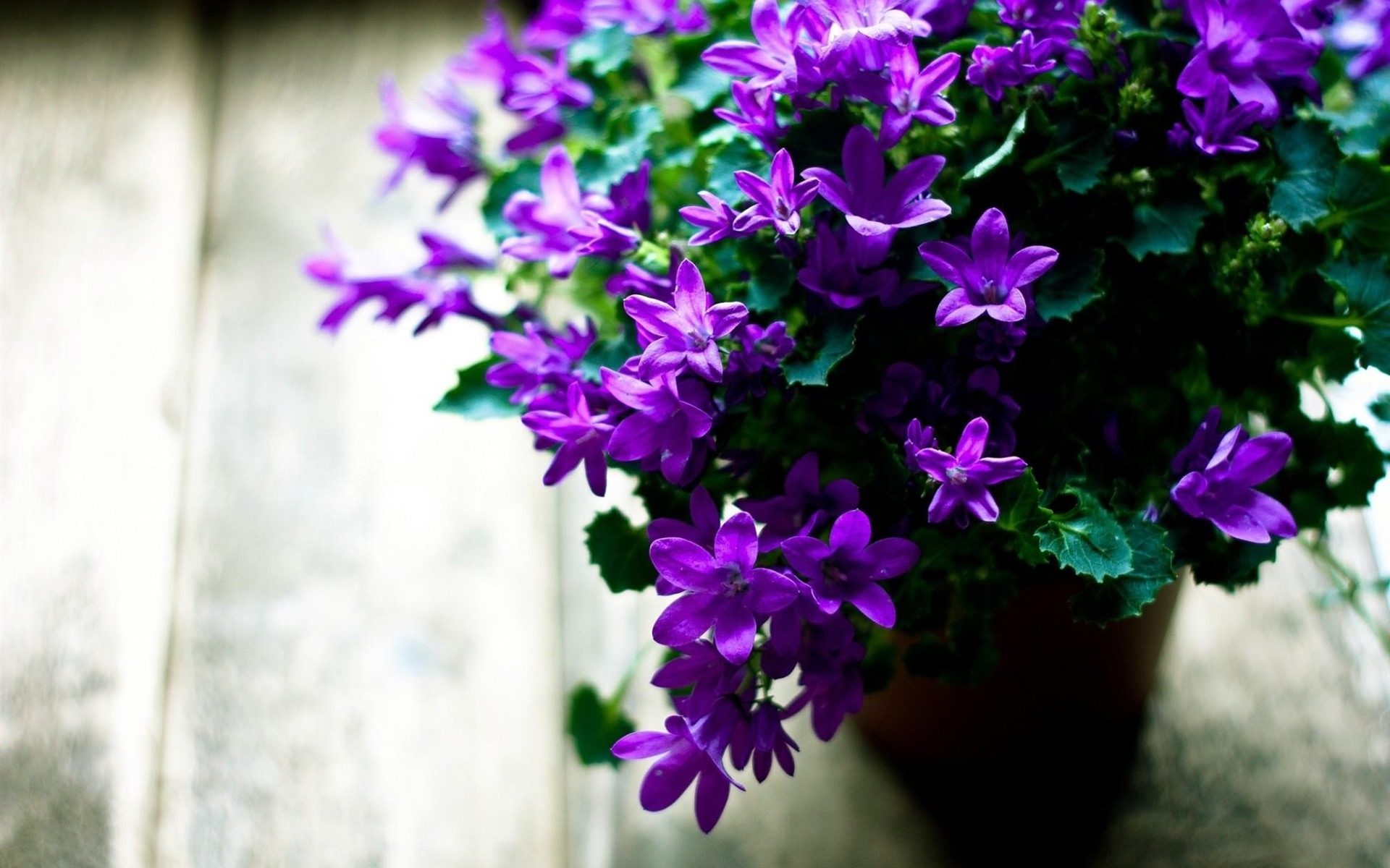 Photo free wallpaper vase, purple flowers, petals