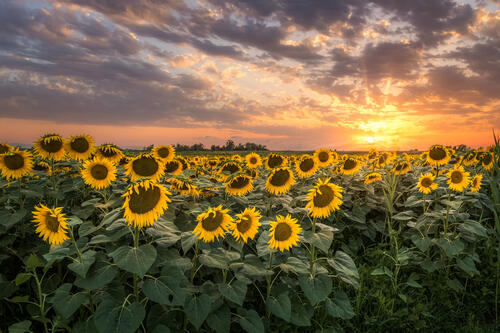 See pictures of sunsets, sunflowers
