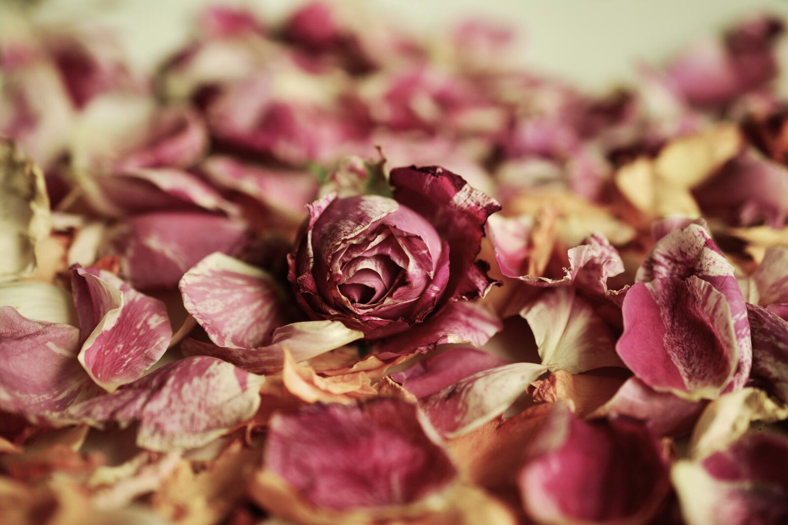 桌面上的壁纸干玫瑰 花瓣 新芽