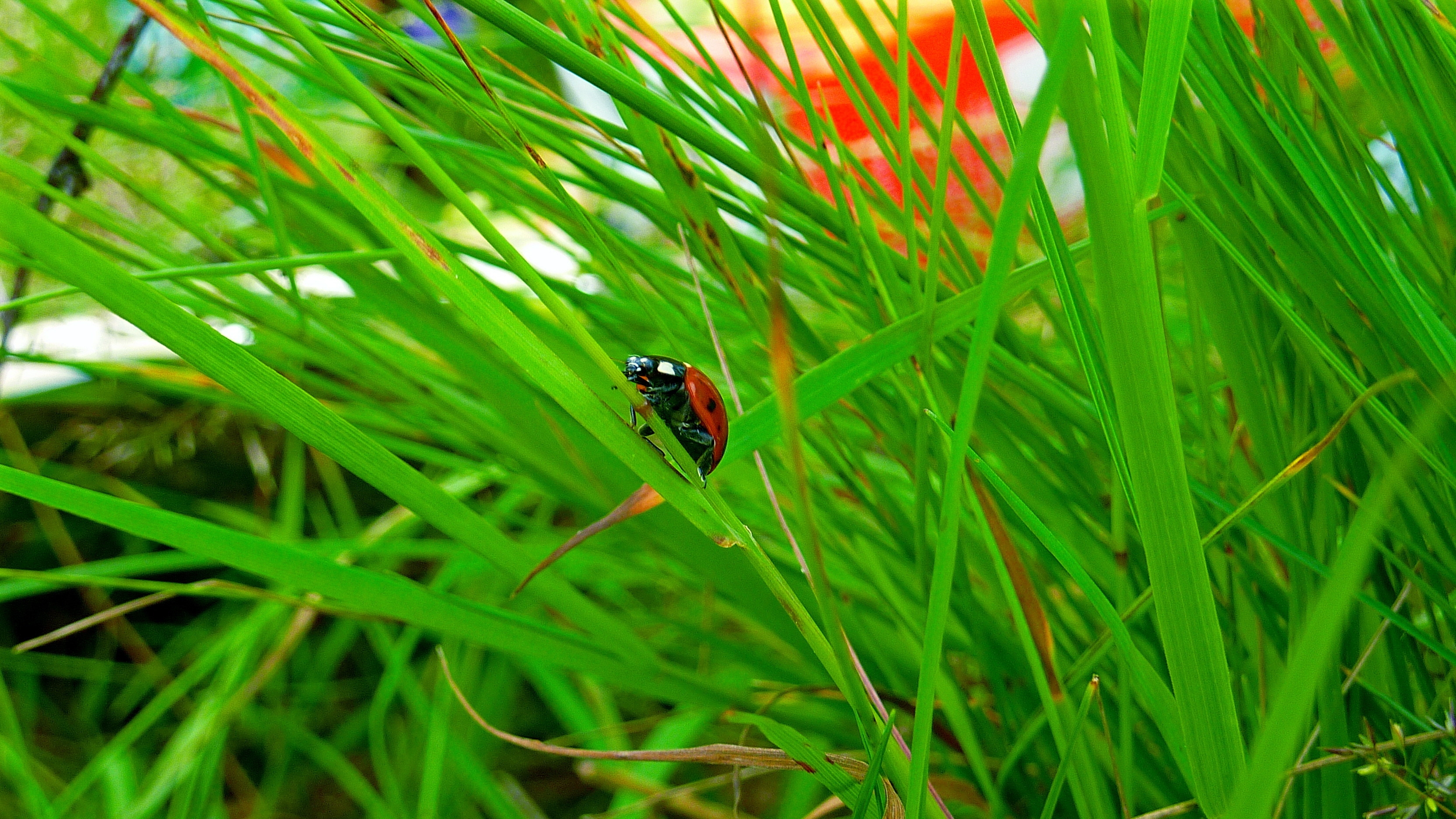 免费照片一只瓢虫爬过绿草。