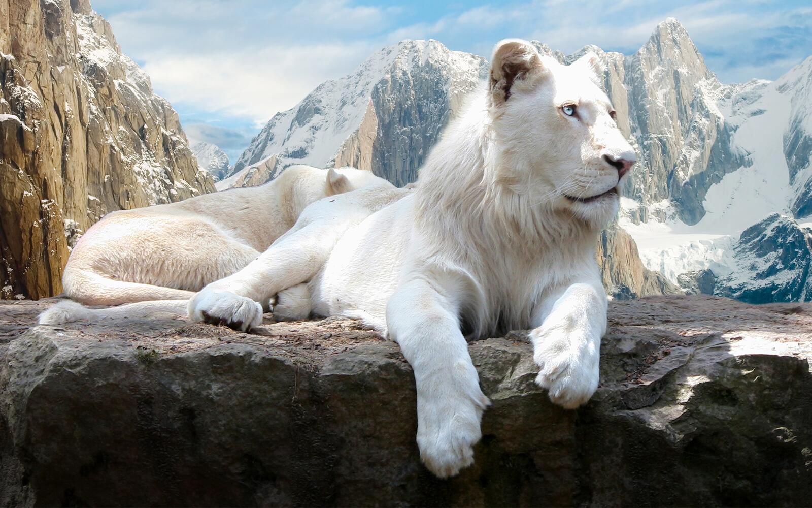 Обои белые львы отдах на скале на рабочий стол