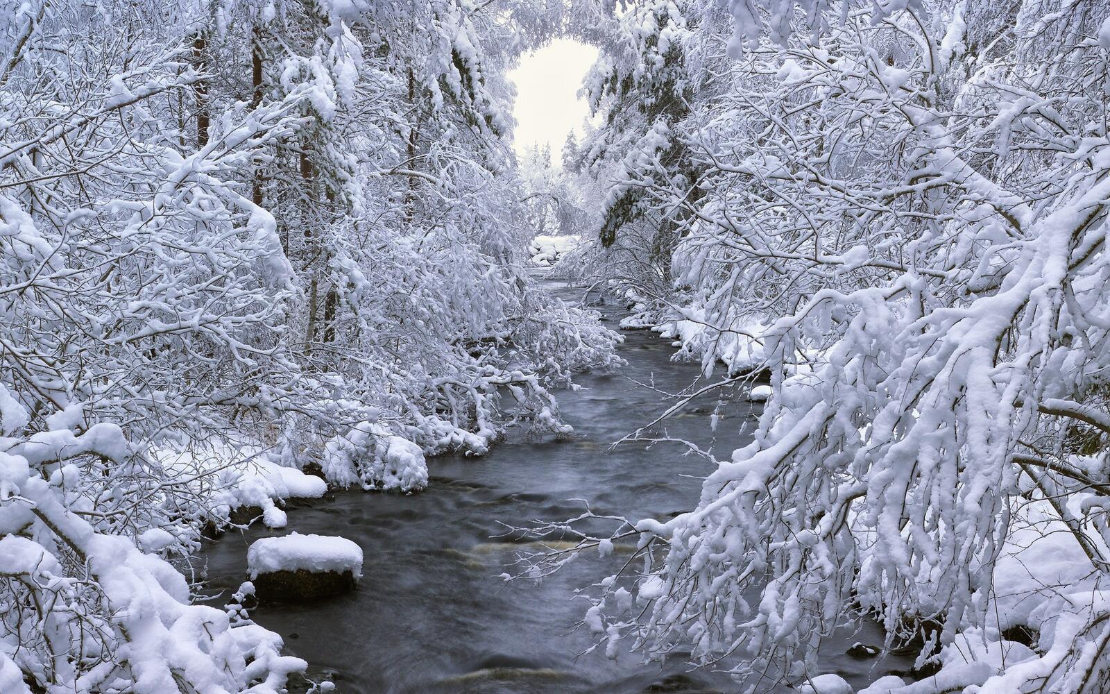Free photo Tree branches covered with snow by a forest stream