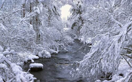 Ветки деревьев покрытые снегом у лесного ручья