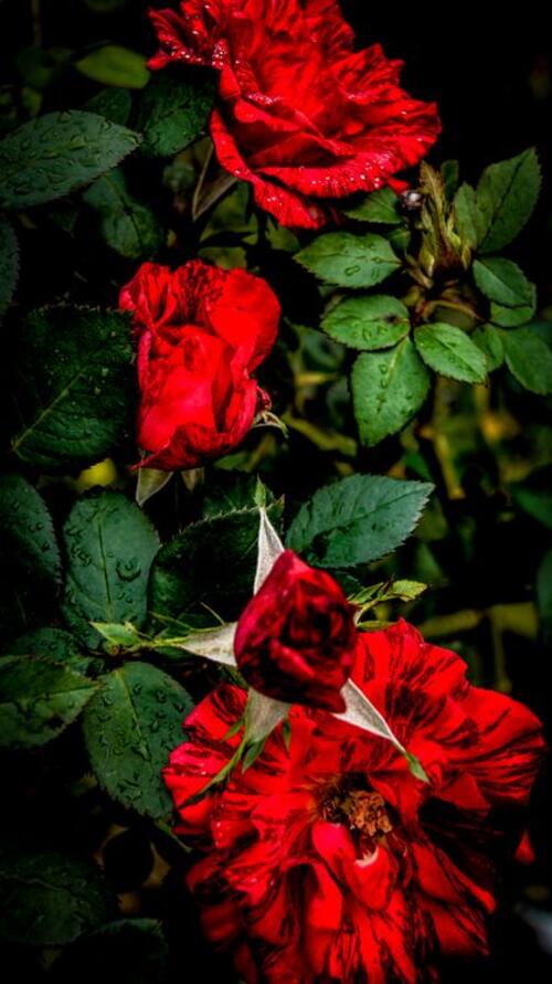 Плетистые розы. Вьющиеся красные розы.
