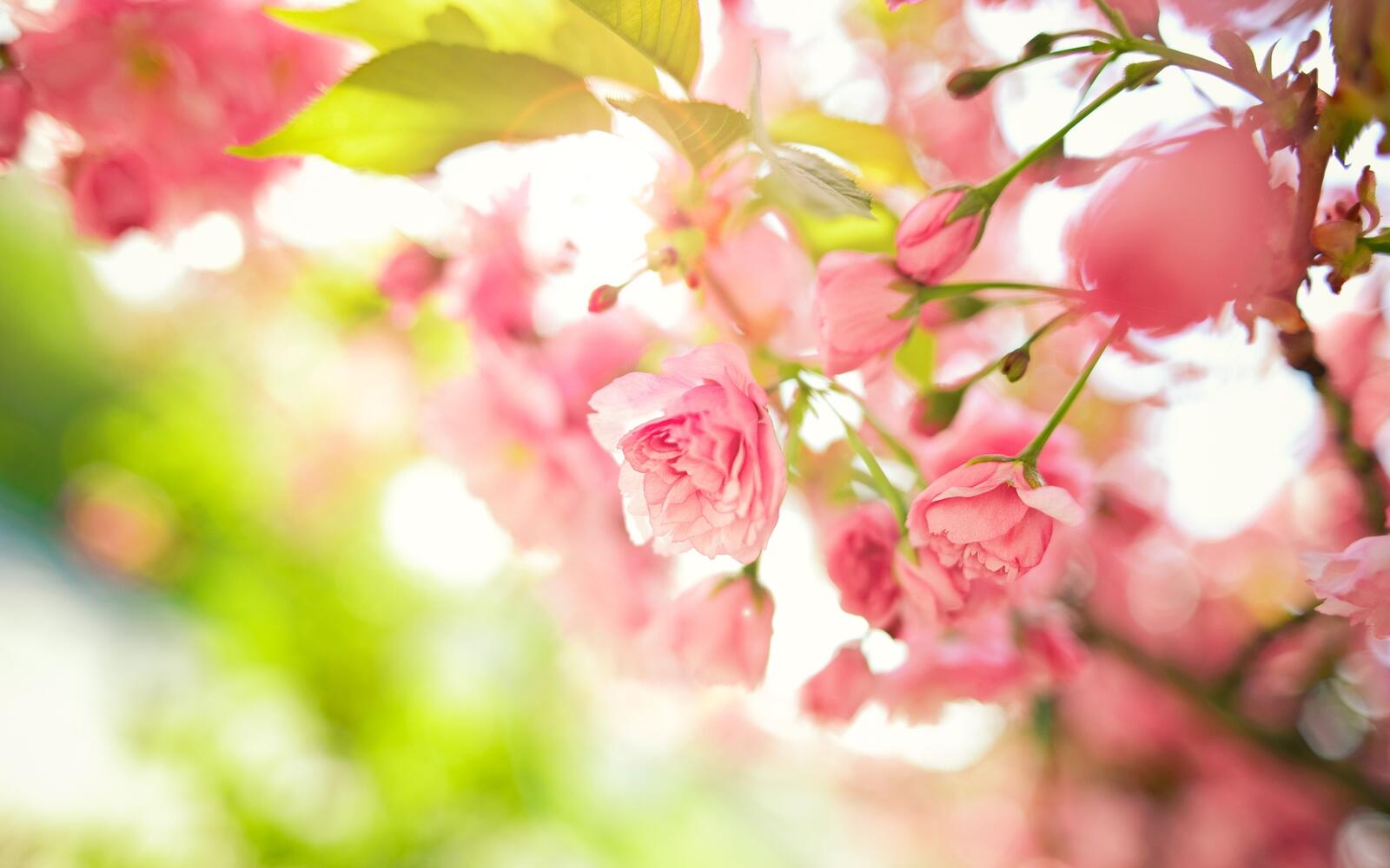 桌面上的壁纸模糊的背景 盛开 粉色迎春花
