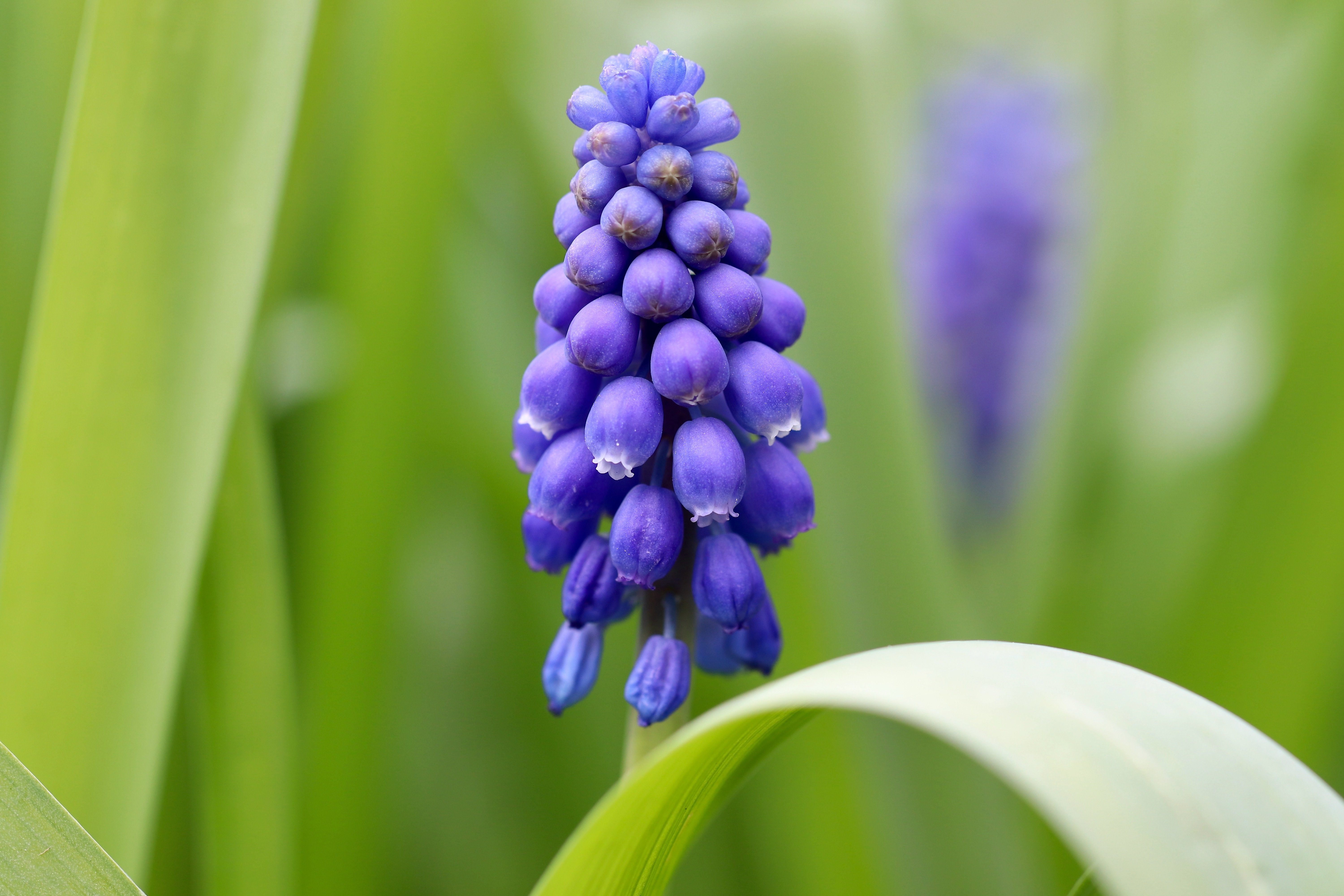 Фото бесплатно цветок, синий, макросъемка
