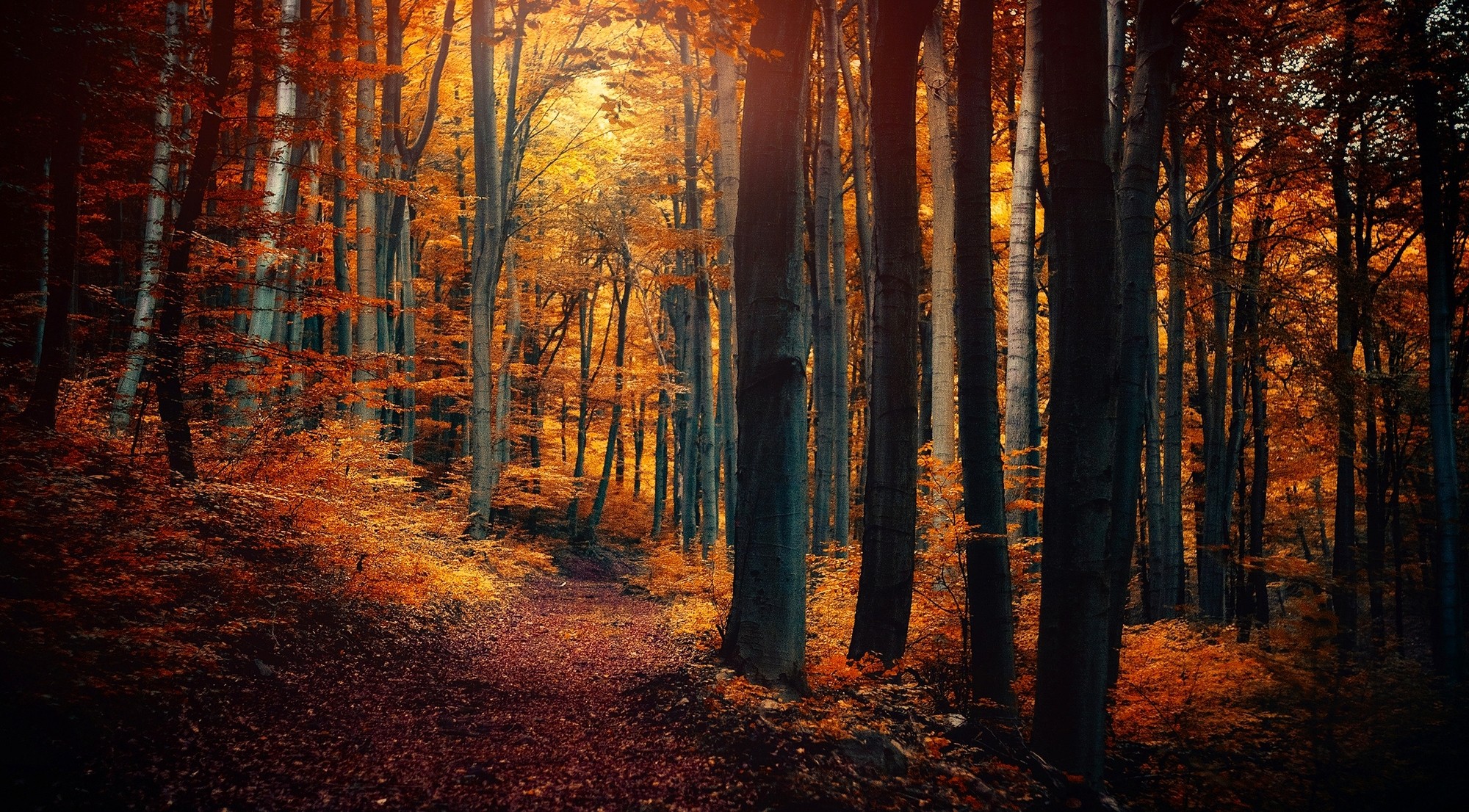 Wallpapers array an forest autumn atmosphere on the desktop