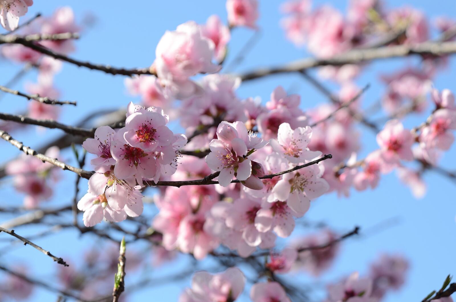 Wallpapers flowering plant cherry blossom nature on the desktop