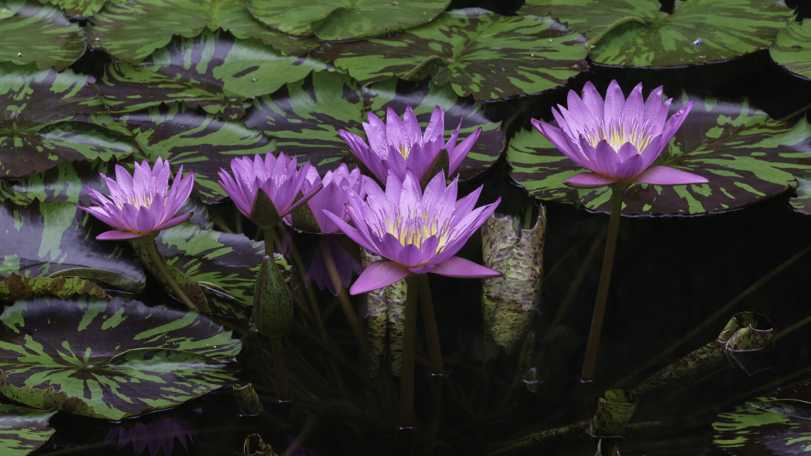 Wallpapers water lily beautiful flower water-lilies on the desktop