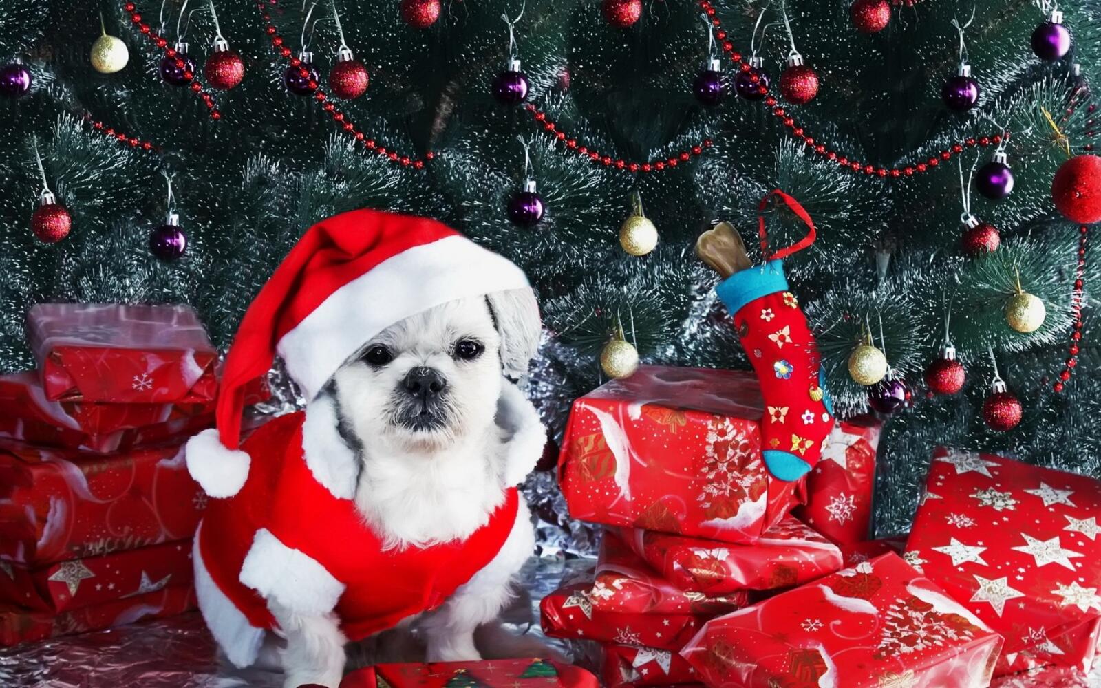 Wallpapers dog puppy christmas balls on the desktop