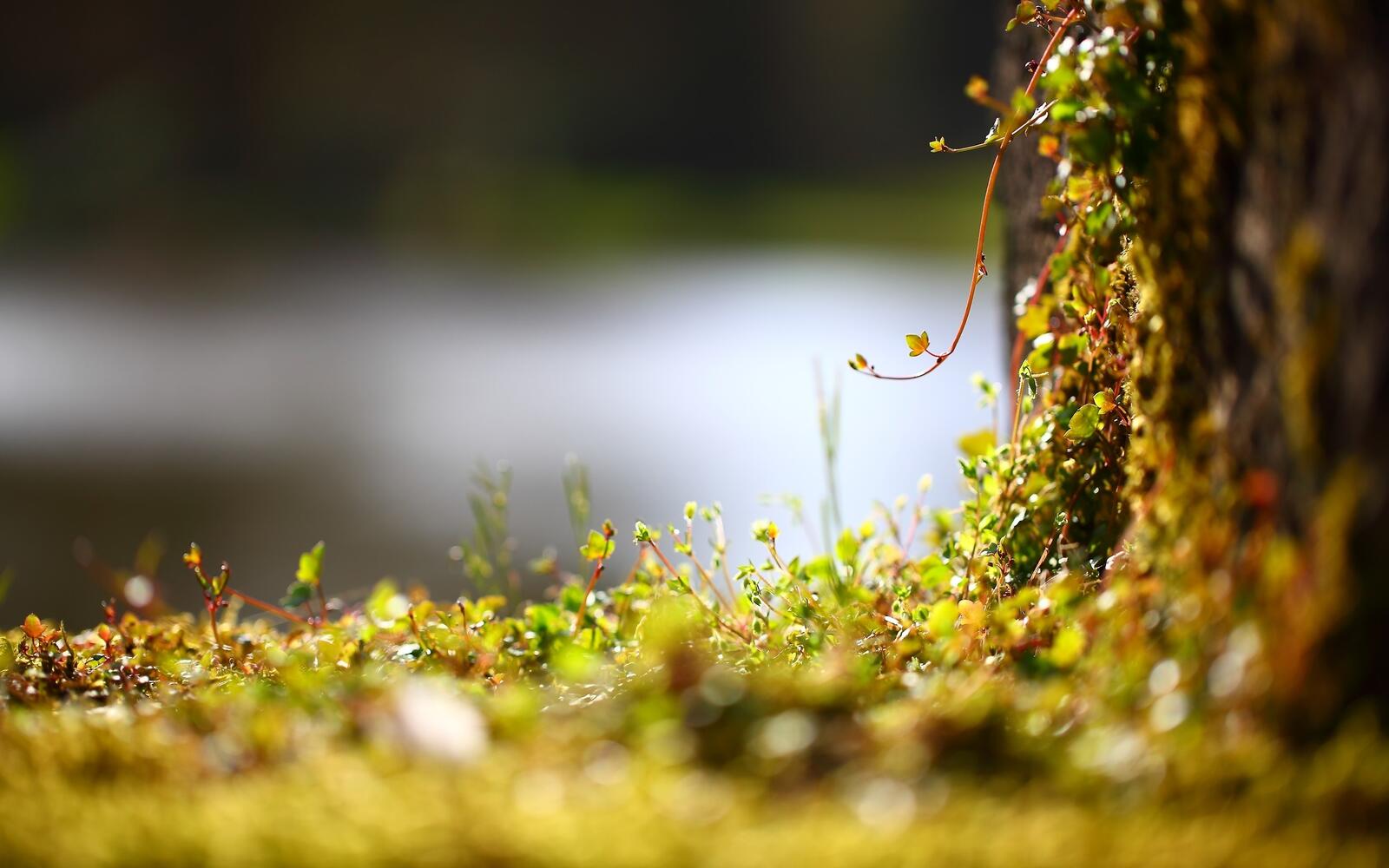 免费照片苔藓状的绿色小草