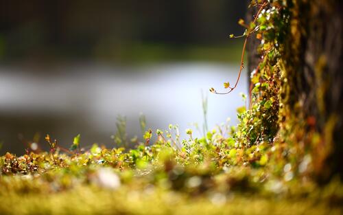 苔藓状的绿色小草